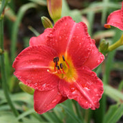 Mexican Maiden Daylily from Oakes Daylilies