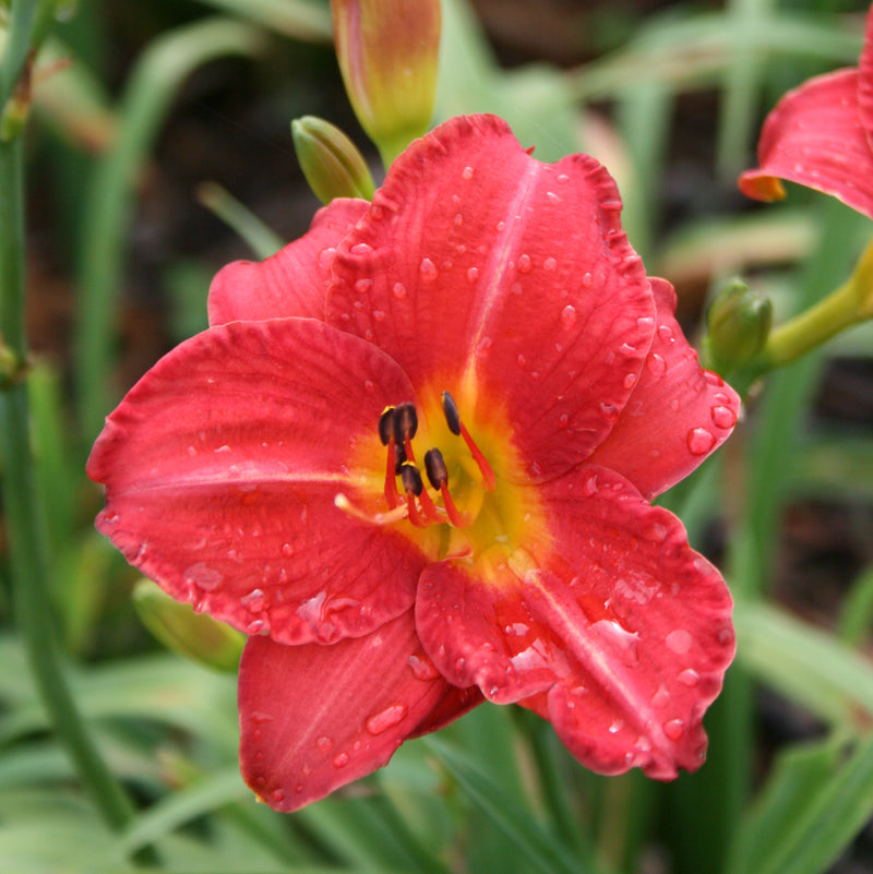 Mexican Maiden Daylily from Oakes Daylilies