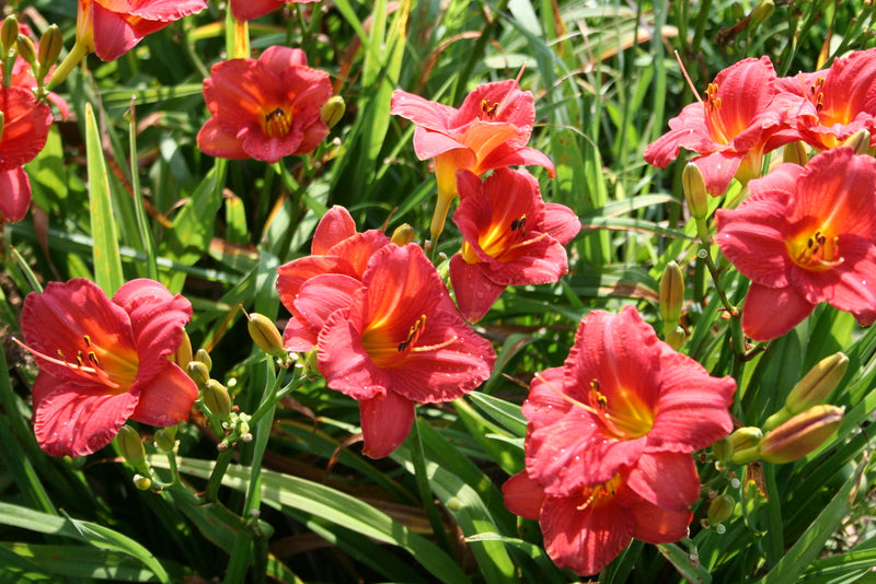 Mexican Maiden Daylily from Oakes Daylilies