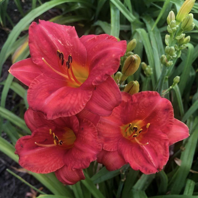 Mexican Maiden Daylily from Oakes Daylilies