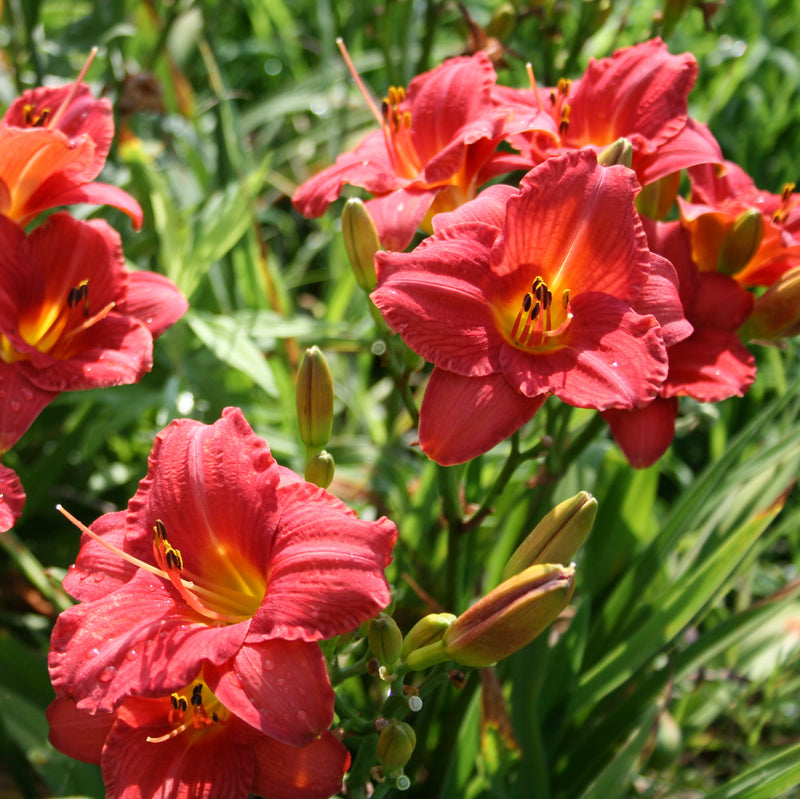 Mexican Maiden Daylily from Oakes Daylilies