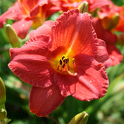 Mexican Maiden Daylily from Oakes Daylilies