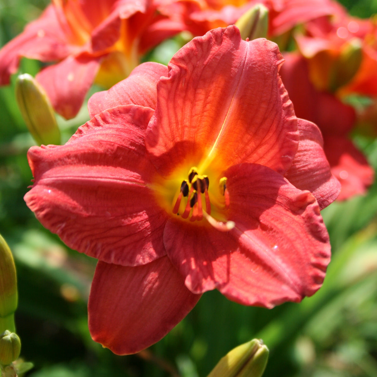 Mexican Maiden Daylily |Outstanding Color | Oakes Daylilies