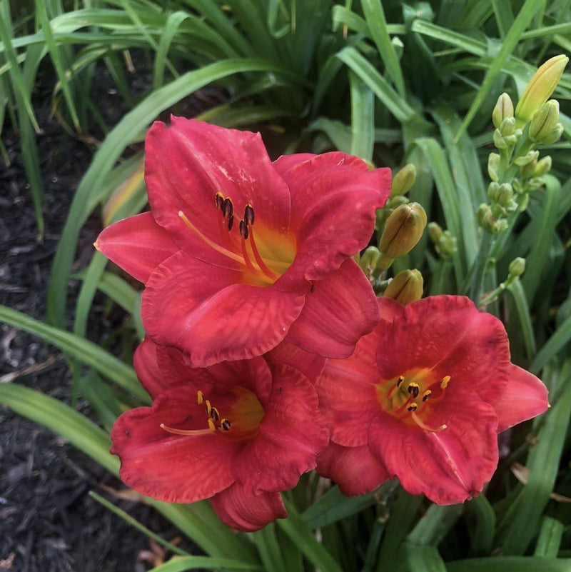Mexican Maiden Daylily from Oakes Daylilies