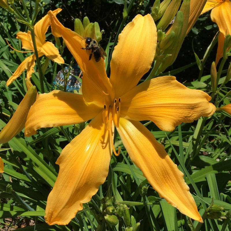 Mico Daylily from Oakes Daylilies