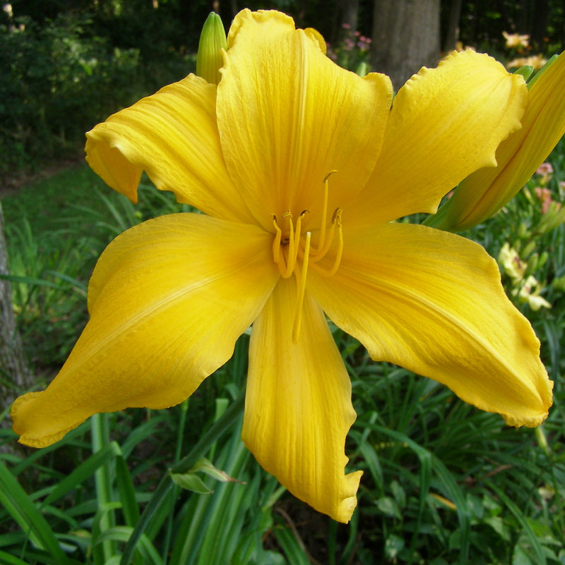 Mico Daylily from Oakes Daylilies