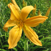 Mico Daylily from Oakes Daylilies