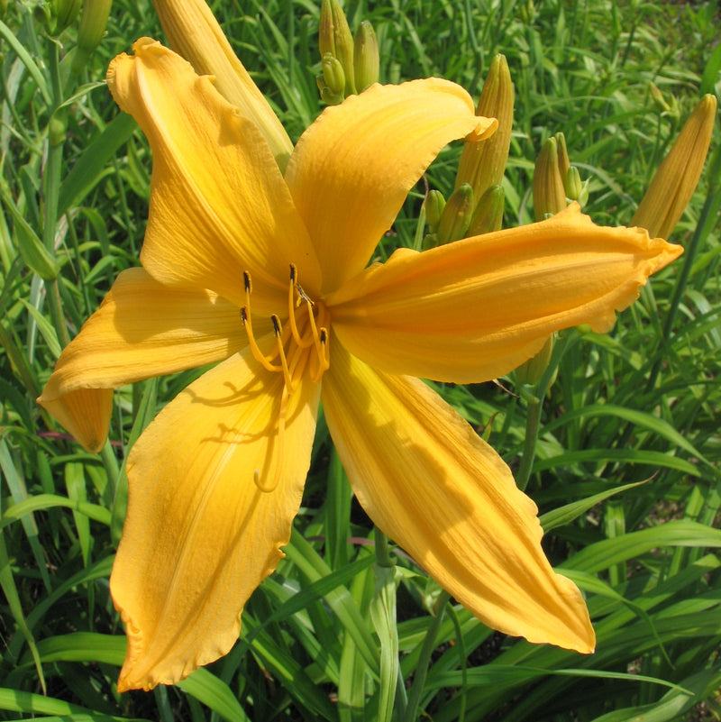 Mico Daylily from Oakes Daylilies
