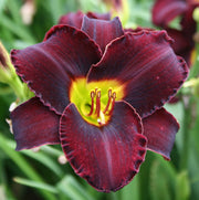 Midnight Magic Daylily from Oakes Daylilies