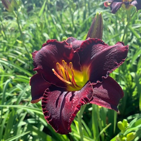 Midnight Magic Daylily from Oakes Daylilies