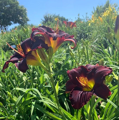 Midnight Magic Daylily from Oakes Daylilies