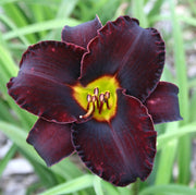 Midnight Magic Daylily from Oakes Daylilies