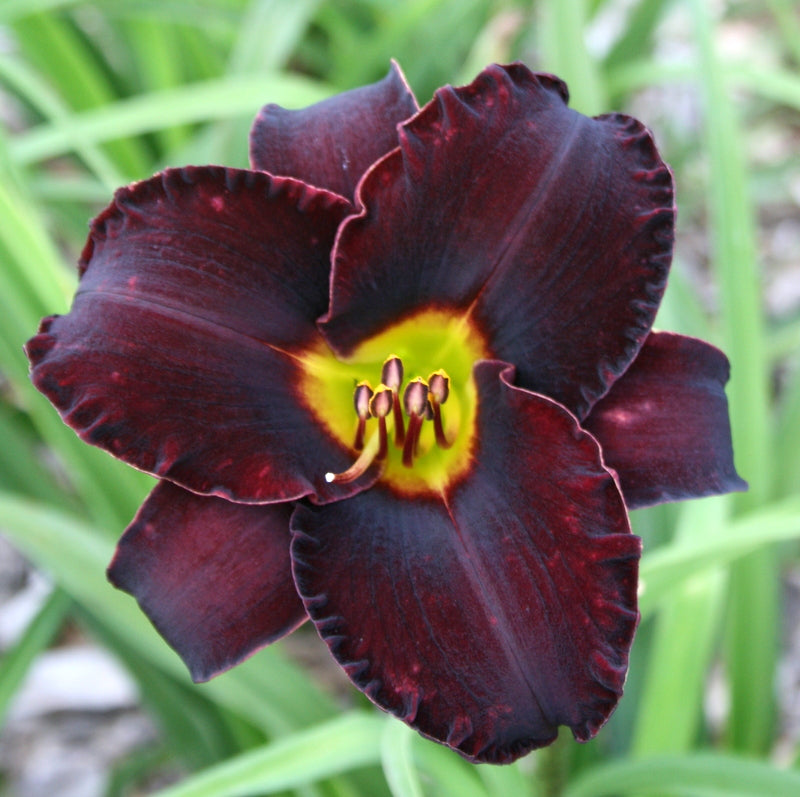 Midnight Magic Daylily from Oakes Daylilies