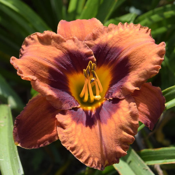 Mighty Chestnut Daylily |Large & Lovely | Oakes Daylilies