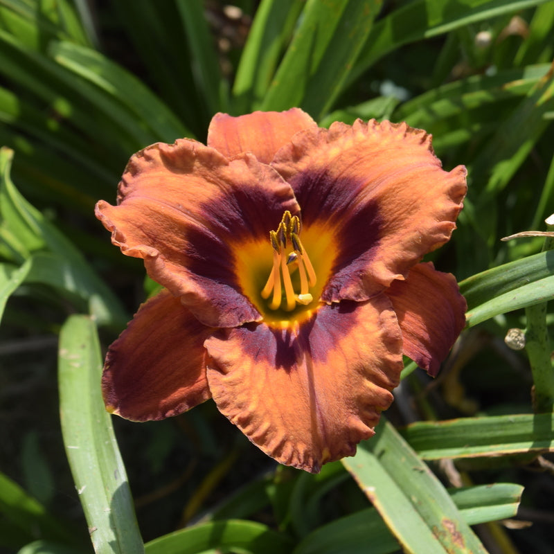 Mighty Chestnut Daylily from Oakes Daylilies