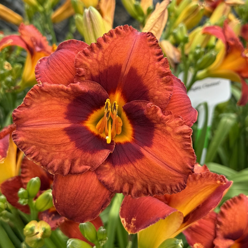 Mighty Chestnut Daylily |Large & Lovely | Oakes Daylilies