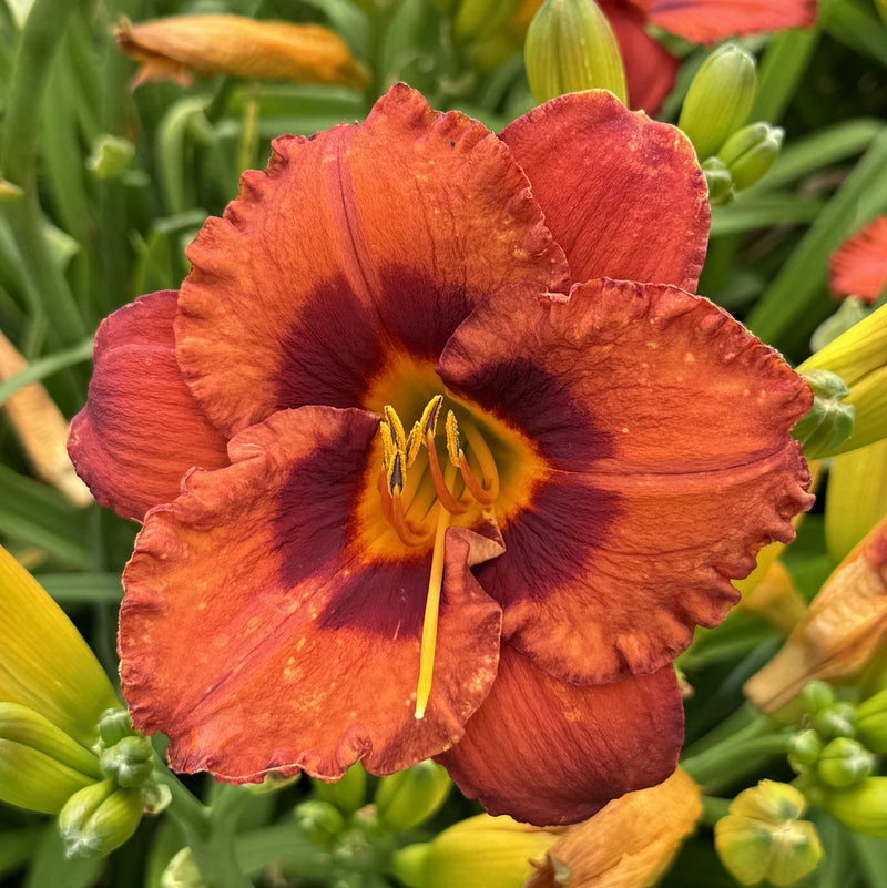 Mighty Chestnut Daylily from Oakes Daylilies