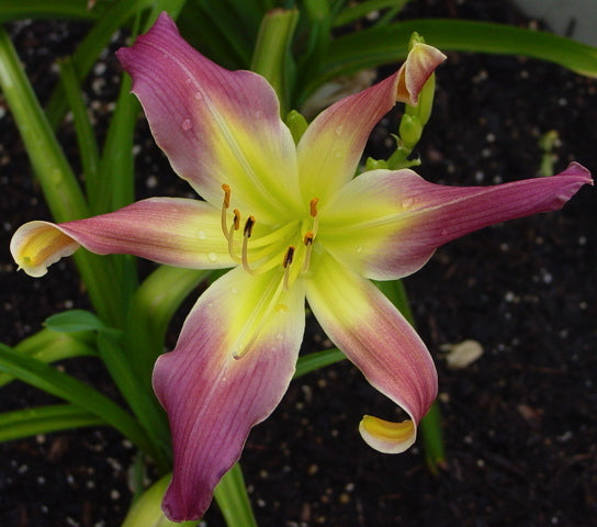 メッツリリー Mighty Highty Tighty Daylily | Huge Bloom | Oakes Daylilies