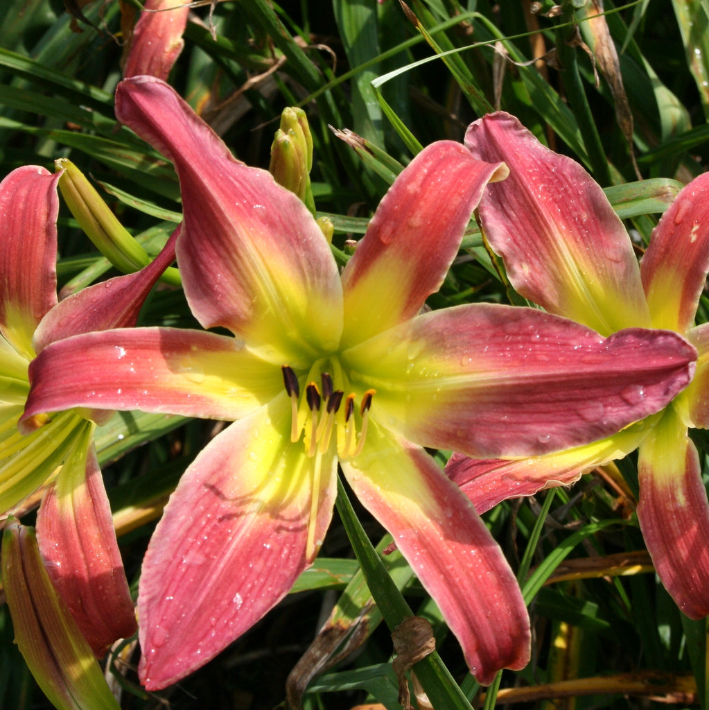 Mighty Highty Tighty Daylily | Huge Bloom | Oakes Daylilies