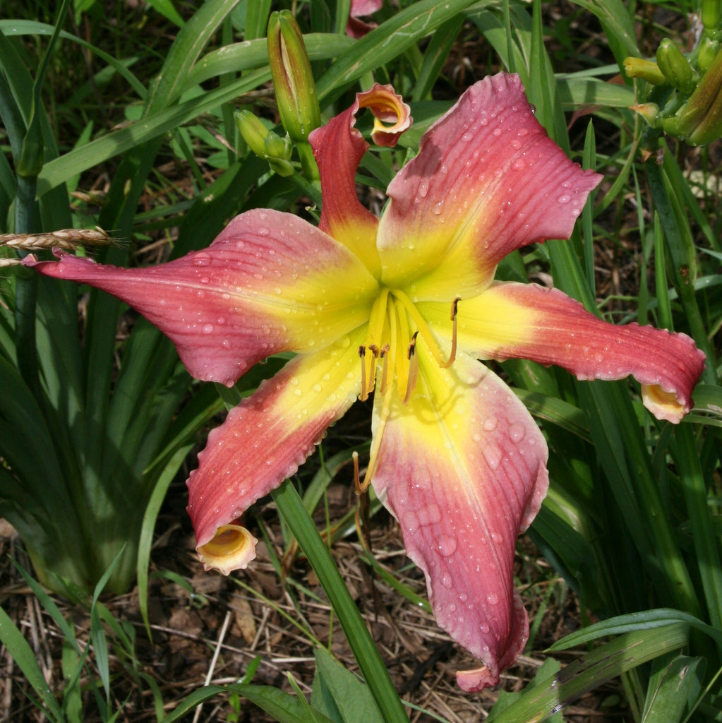 Mighty Highty Tighty Daylily | Huge Bloom | Oakes Daylilies