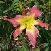 Mighty Highty Tighty Daylily from Oakes Daylilies
