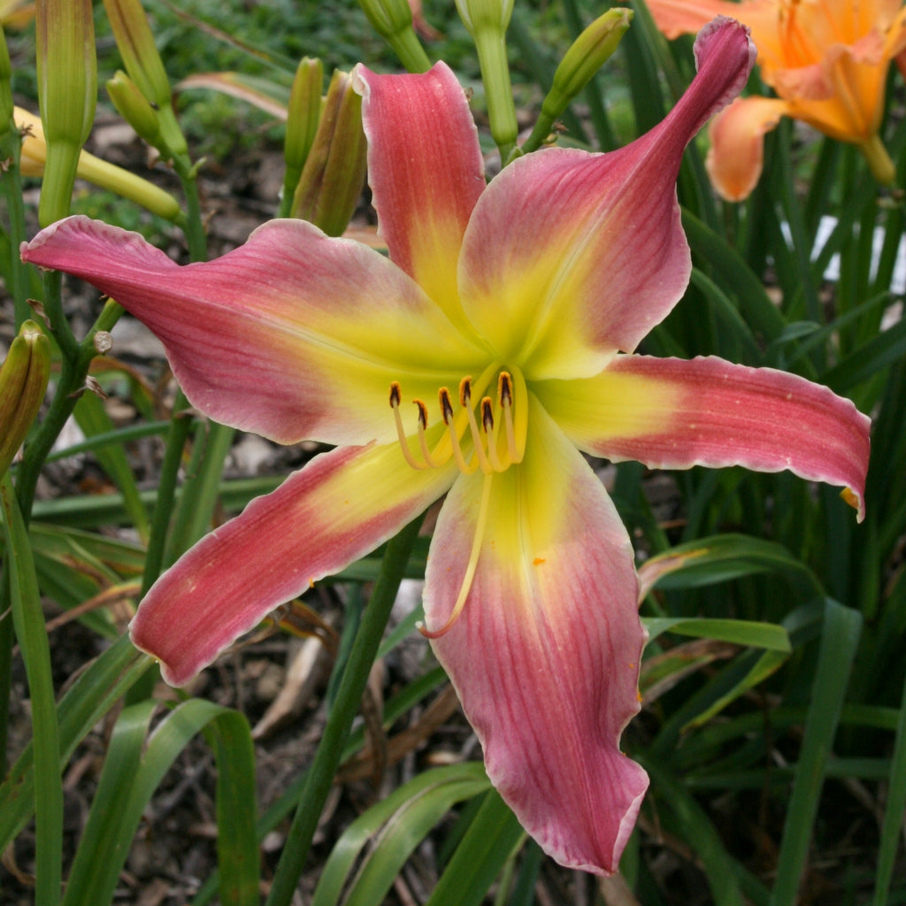 Mighty Highty Tighty Daylily | Huge Bloom | Oakes Daylilies