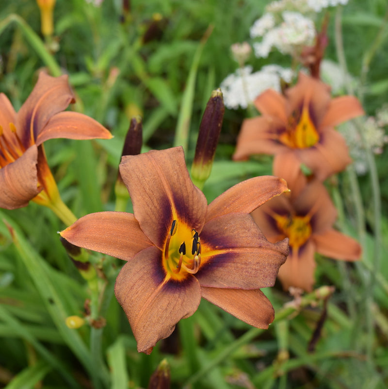 Milk Chocolate Daylily from Oakes Daylilies