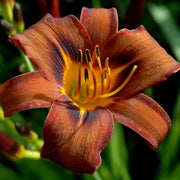Milk Chocolate Daylily from Oakes Daylilies