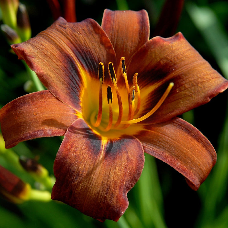 Milk Chocolate Daylily from Oakes Daylilies