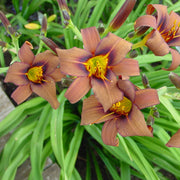 Milk Chocolate Daylily from Oakes Daylilies