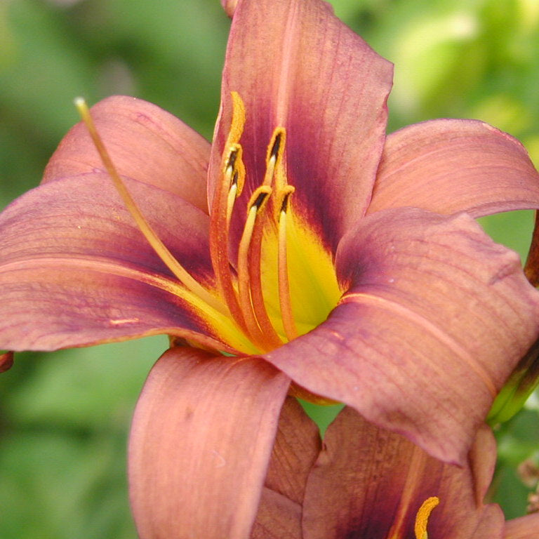 Milk Chocolate Daylily from Oakes Daylilies