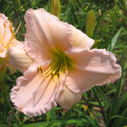 Millie Schlumpf Daylily from Oakes Daylilies