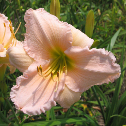 Millie Schlumpf Daylily from Oakes Daylilies