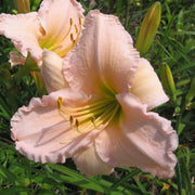 Millie Schlumpf Daylily from Oakes Daylilies
