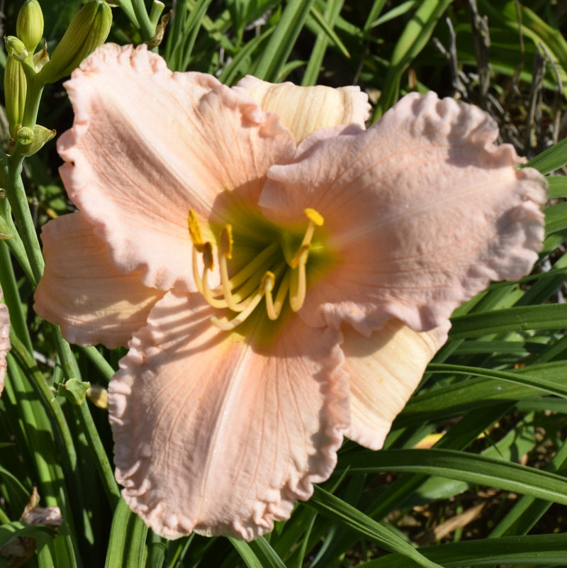 Millie Schlumpf Daylily from Oakes Daylilies