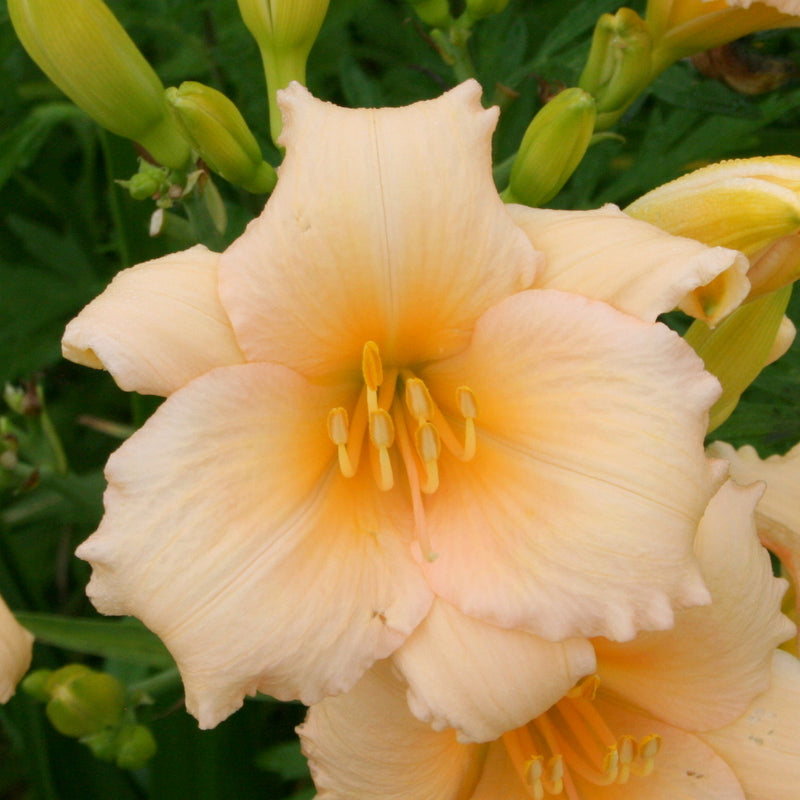 Mini Pearl Daylily from Oakes Daylilies