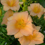 Mini Pearl Daylily from Oakes Daylilies