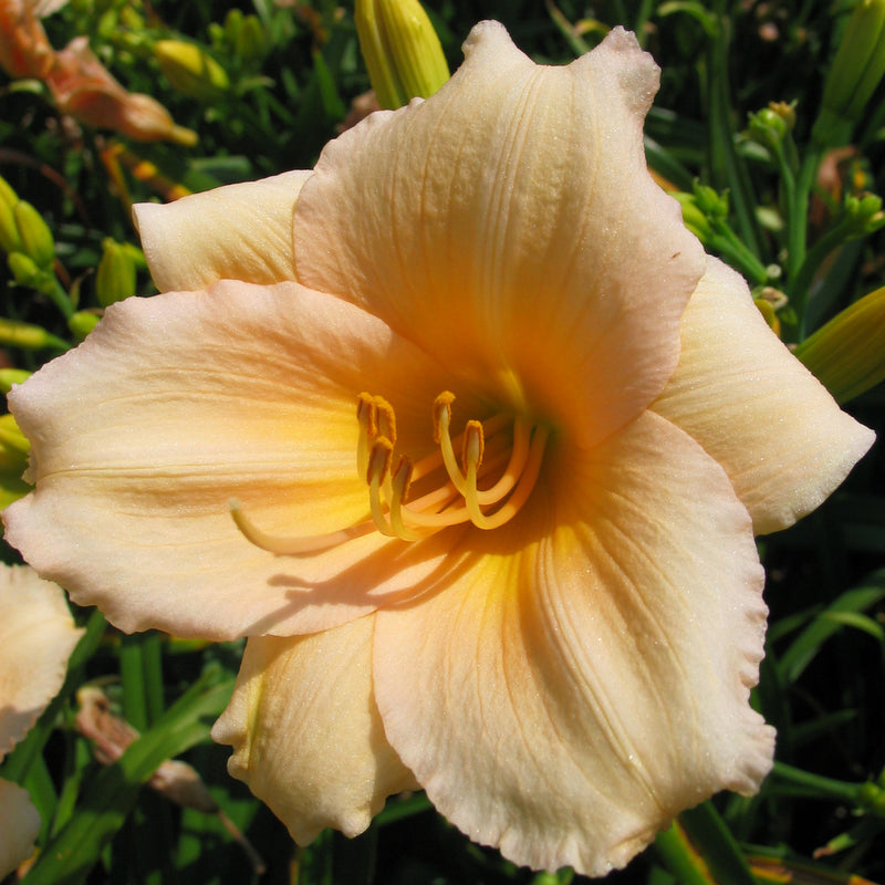 Mini Pearl Daylily from Oakes Daylilies