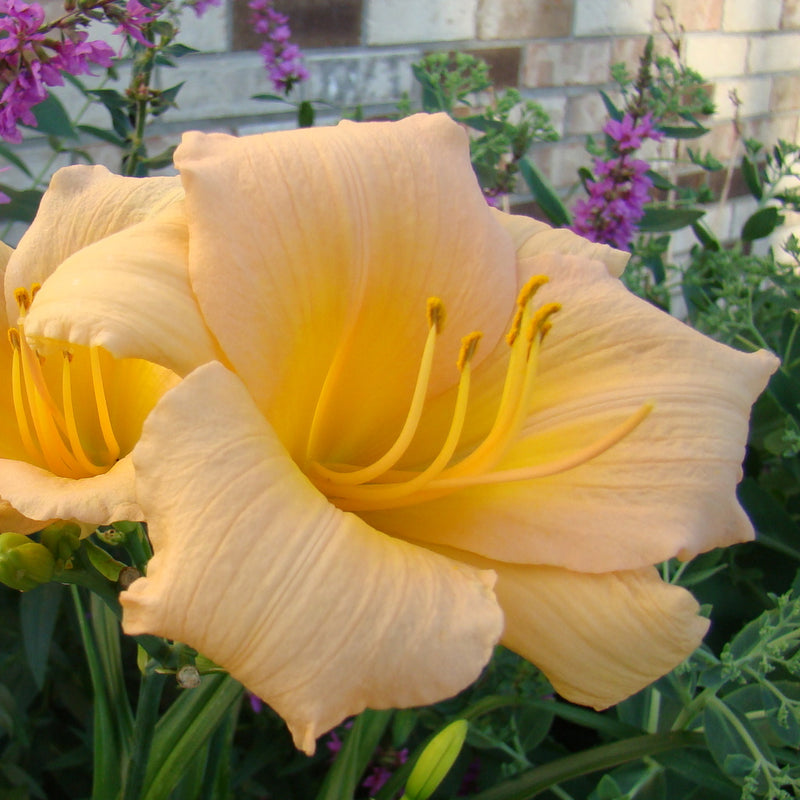 Mini Pearl Daylily from Oakes Daylilies