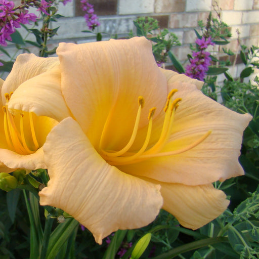 Mini Pearl Daylily from Oakes Daylilies
