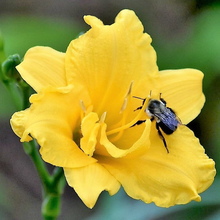 Miss Mary Mary Daylily | Single to Double Rebloom | Oakes Daylilies