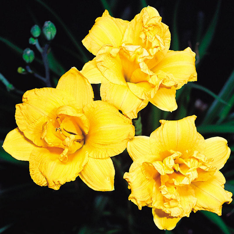 Miss Mary Mary Daylily | Single to Double Rebloom | Oakes Daylilies