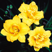 Miss Mary Mary Daylily from Oakes Daylilies