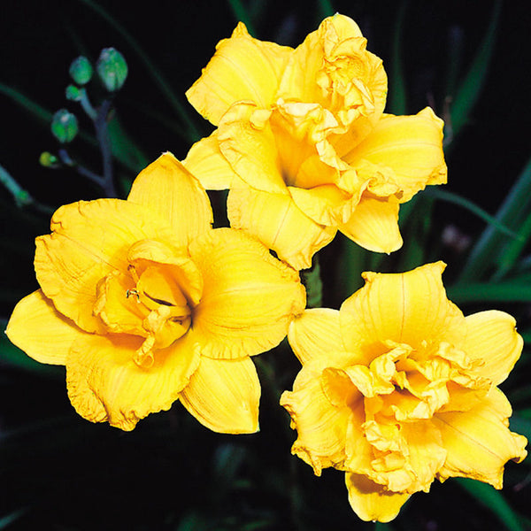 Miss Mary Mary Daylily from Oakes Daylilies