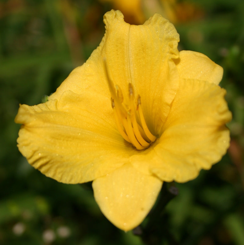 Miss Mary Mary Daylily | Single to Double Rebloom | Oakes Daylilies