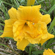 Miss Mary Mary Daylily from Oakes Daylilies