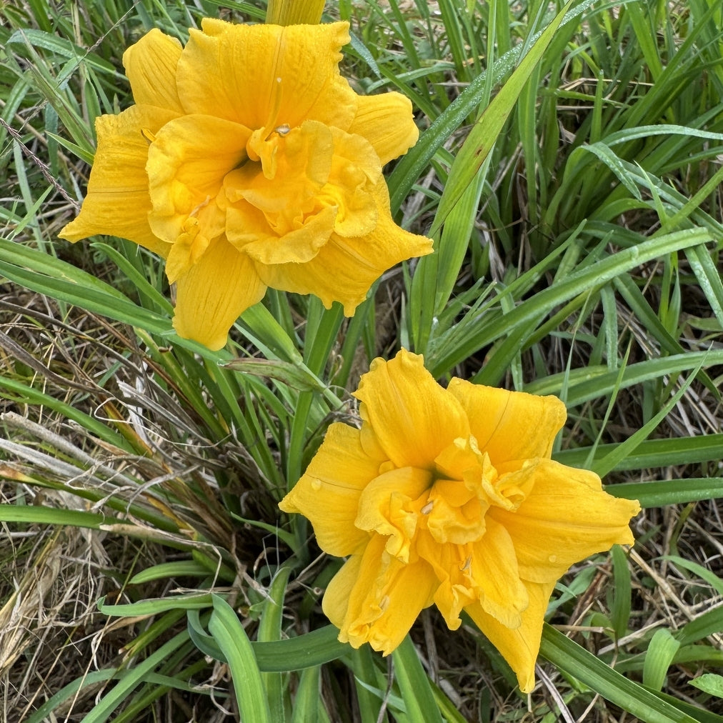 Miss Mary Mary Daylily | Single to Double Rebloom | Oakes Daylilies