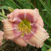 Misty Isle Daylily from Oakes Daylilies