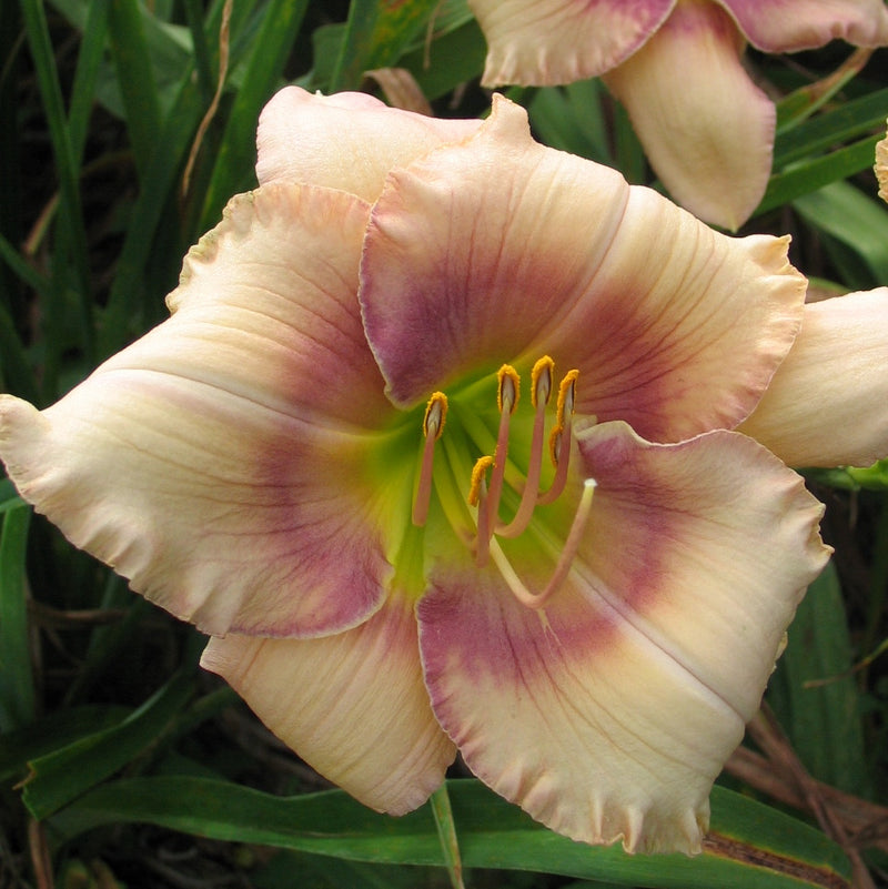 Misty Isle Daylily from Oakes Daylilies