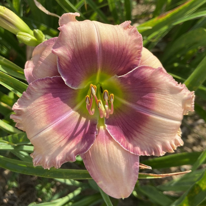 Misty Isle Daylily from Oakes Daylilies